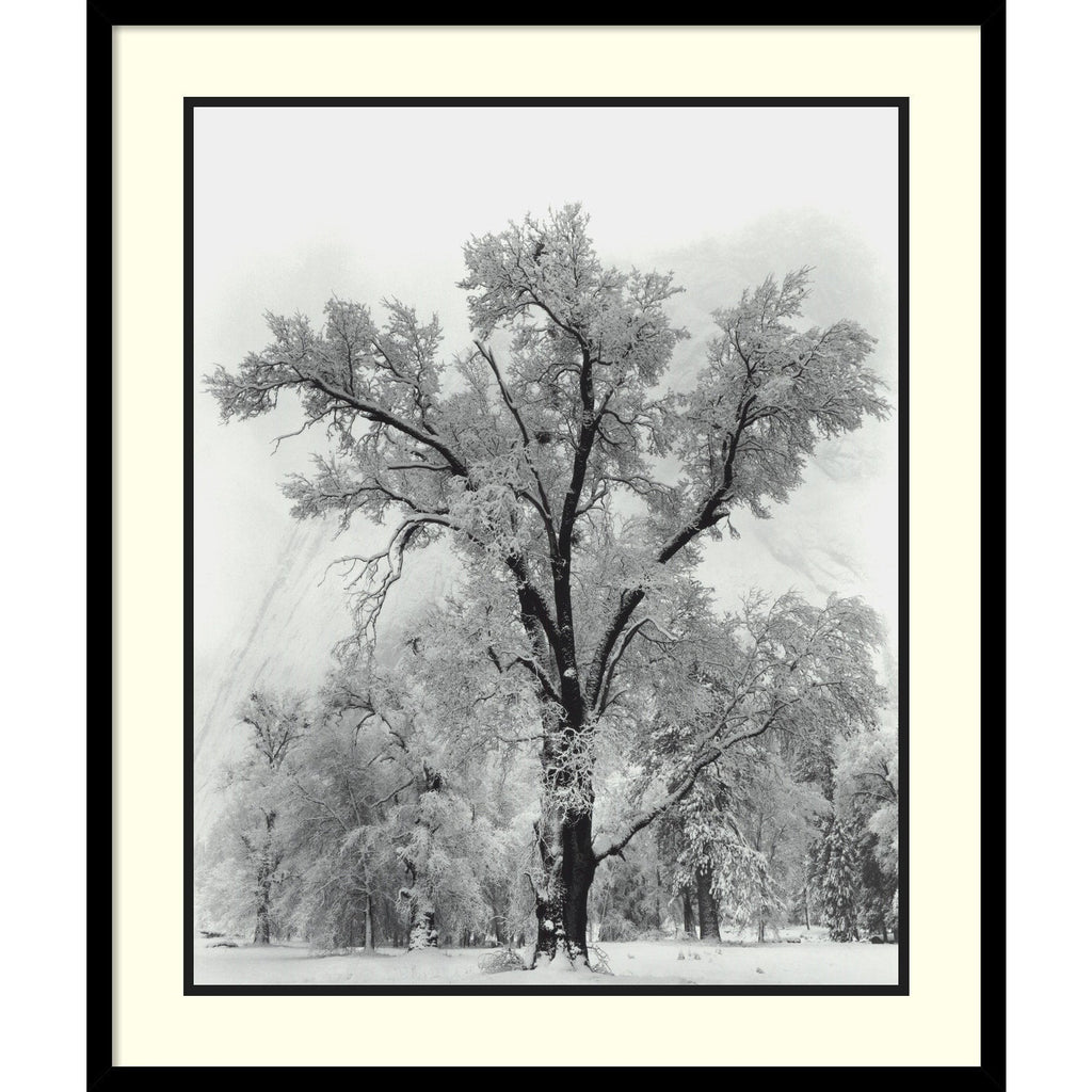 Impression encadrée « Chêne, tempête de neige, parc national de Yosemite - 1948 » par Ansel Adams, 68,5 x 81,3 cm